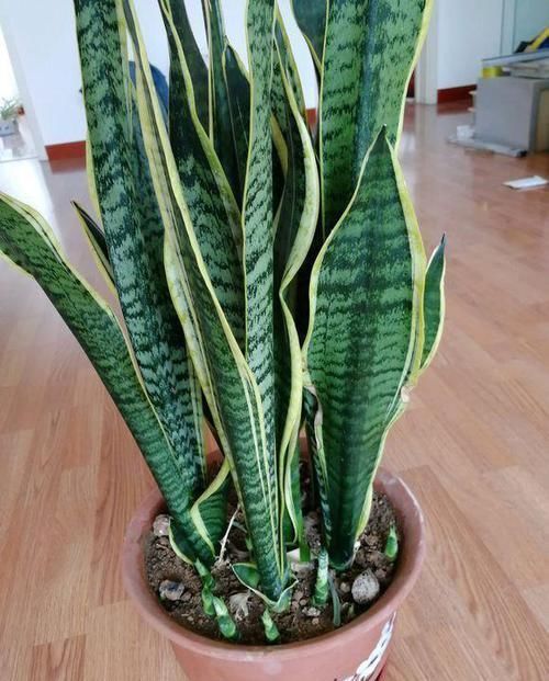 厨房|3种植物特能吸油烟,厨房养盆栽,怎能少得了“它们”