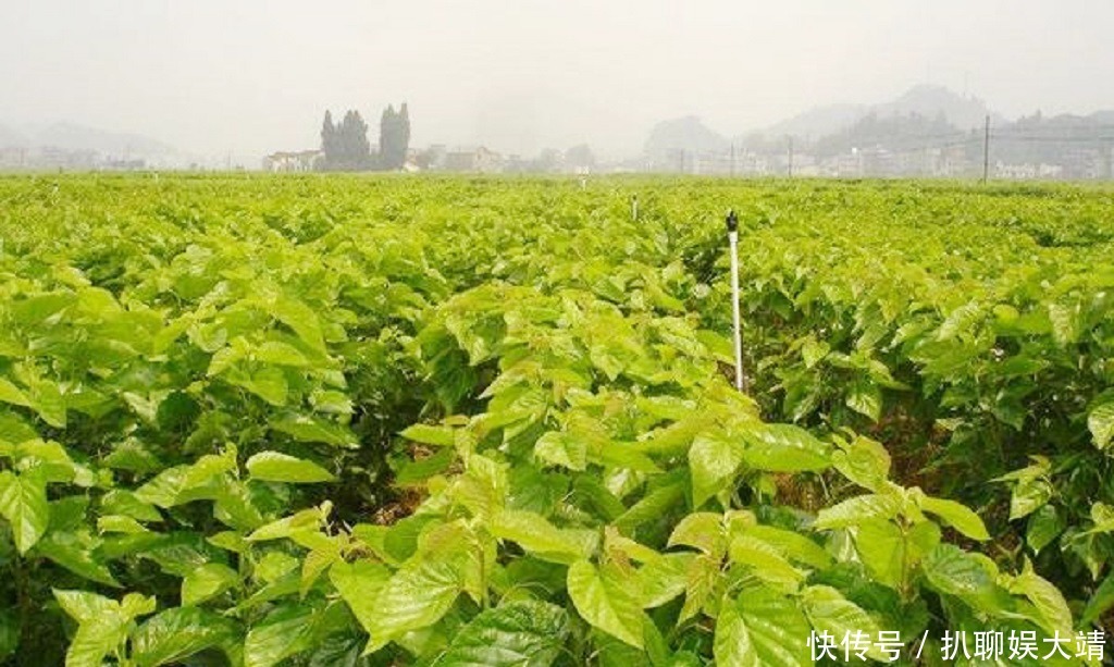  三公九卿|俗语“指桑骂槐”，桑树和槐树为何成为了“替罪羊”