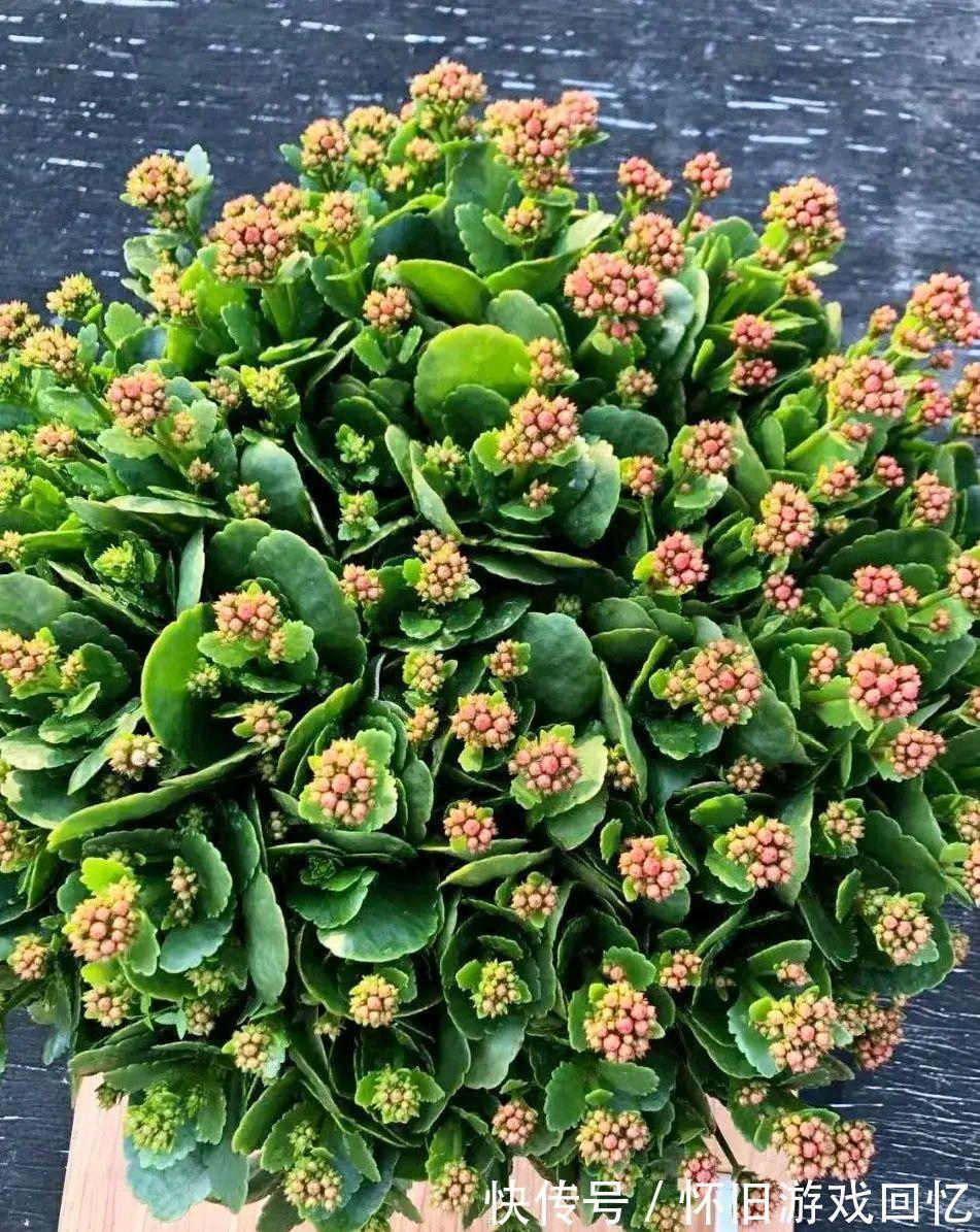 长寿花打花苞了，注意4点，不消苞，不落蕾，花期长