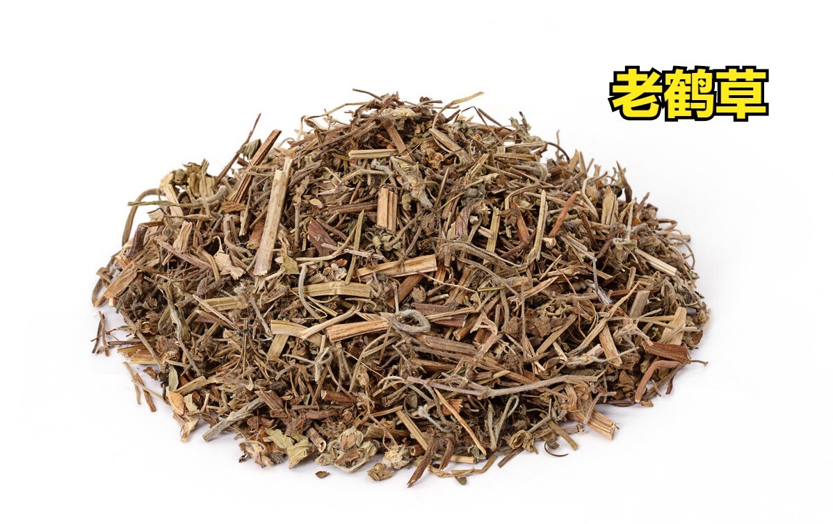 舒筋活络|老鹤草,老白鹤守护的“仙草”,全国各地都有长,常用于通经络