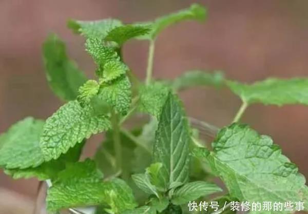 家里有人爱吸烟,以下4种花是二手烟的克星,赶紧养几盆