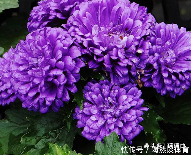 此花绚丽多彩,光彩夺目,让人十分的有安全感,有着相信我的寓意