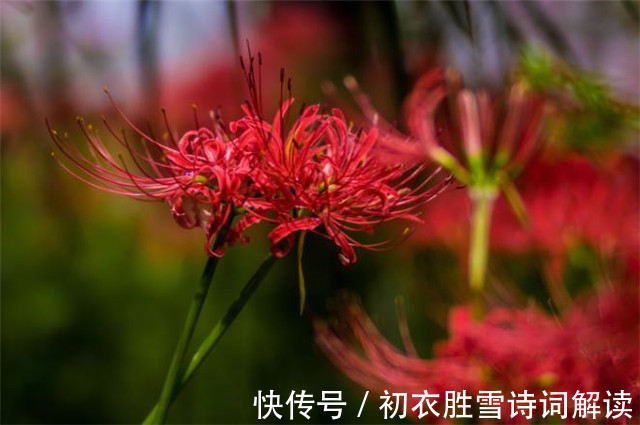 榆树皮|诗意秋草红花三首，满地红心草，凄美彼岸花