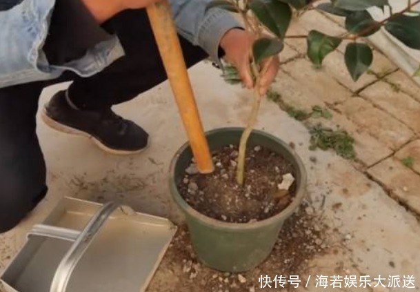 阿司匹林|“山茶花”爱掉叶,快换掉盆土,再撒点“这玩意”,不久就能恢复