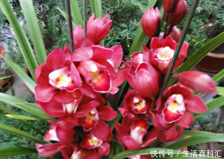 美的|4种花美的出奇,不仅花好看,名字也好听,漂亮极了