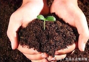 什么花生壳、柳树皮都不如这“2种肥”,盆里埋一点,养啥都爆盆!
