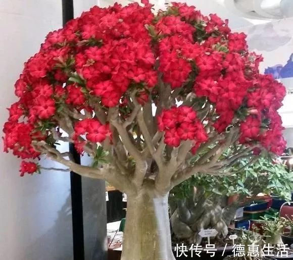 风信子|这16种花冬天越浇越死,3个月不管,反而长高个