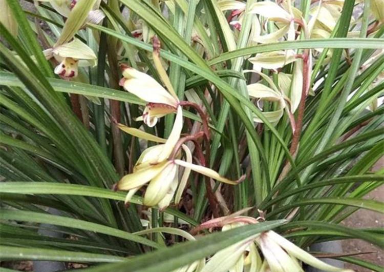 养兰花,给它喷点“生根水”,大白根直冒,长得肥肥壮壮!