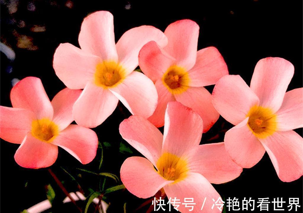 香雪兰|秋天到，是时候把这些种球叫醒了，顺便分享球根花卉成功度夏技巧