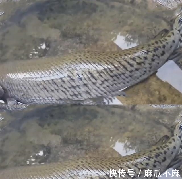 奇闻：男子钓到条奇怪的鱼，很像鳄鱼，网友：别往家带