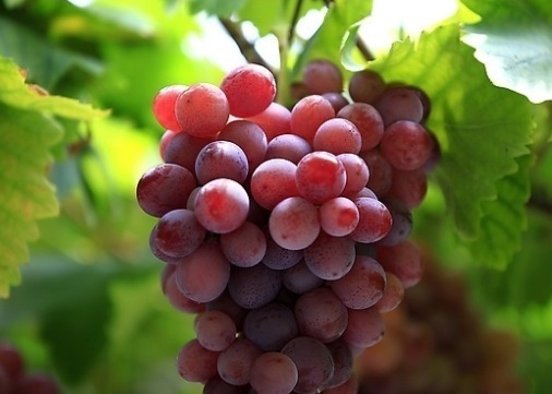 补充营养|吃完葡萄一小时内,别碰此3种食物,对身体不好,记得告诉家人