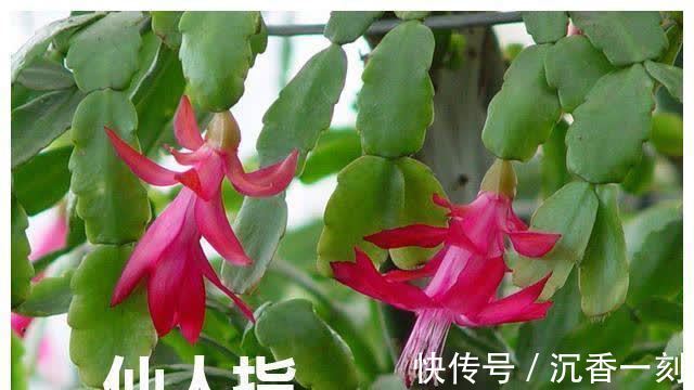 蟹爪兰|真假蟹爪兰,十有八九会认错,“嫁给”仙人掌后,统统开成花大树