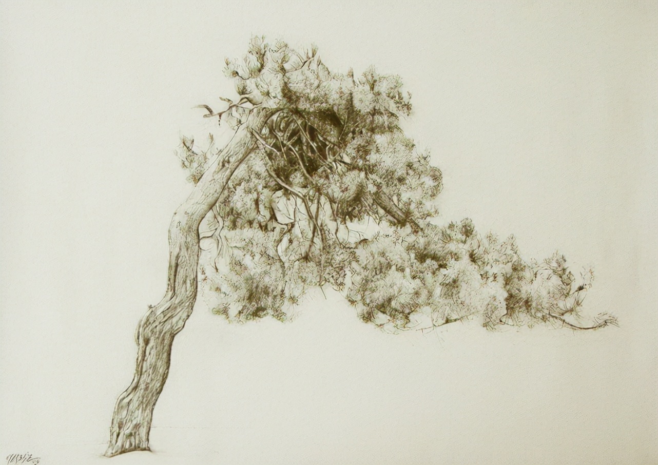 素描&唯美写实的素描,西班牙艺术家Miguel Angel Oyarbid笔下的树