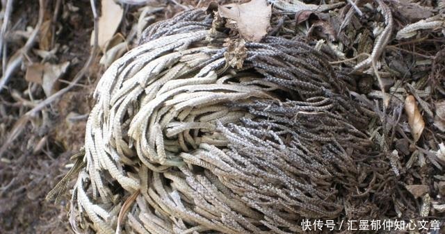 九死还魂草|石缝里看到“它”,别去踩,挖2棵种花盆上,1年成“盆景”,美!