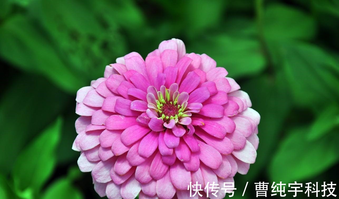 喜欢菊花，不如养盆菊中珍品百日菊，开花爆成花海，越看越美