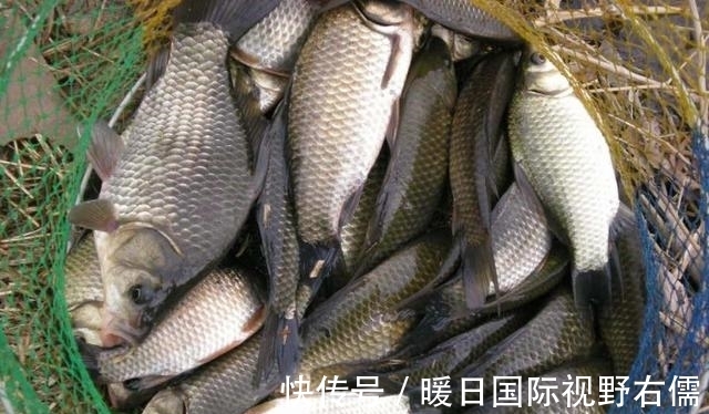 鱼口|野钓鲫鱼,别人连杆不断你却不上鱼,有可能是这三个原因导致的