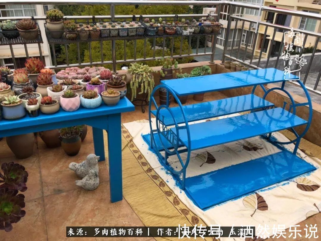 肉友|深秋里，种多肉、赏多肉、会肉友，马不停蹄快乐多！