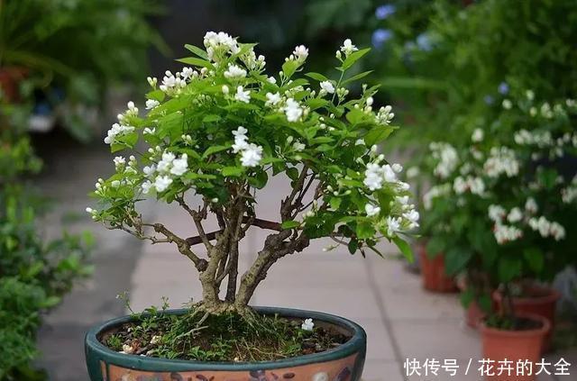 3种花养在小盆里,2年变老桩,茎干粗壮开花香,1次能开50朵