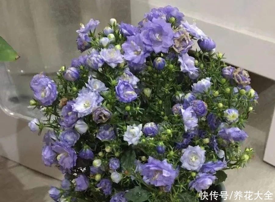 冬天好养的花,皮实不娇气,颜值高上档次,咋养都开花