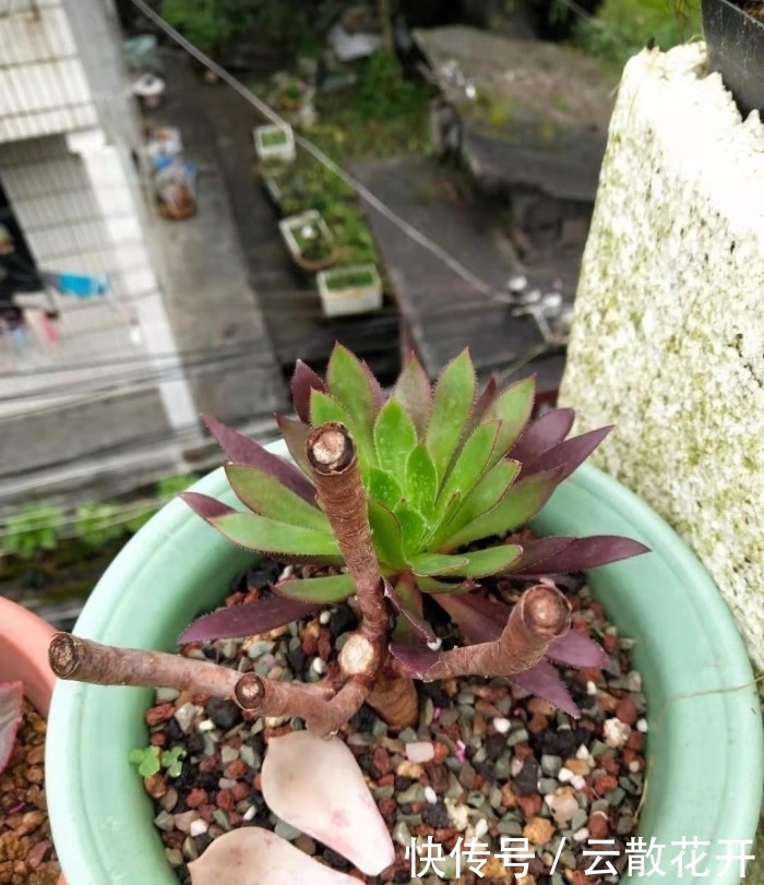免费的多肉,总是活得特别好