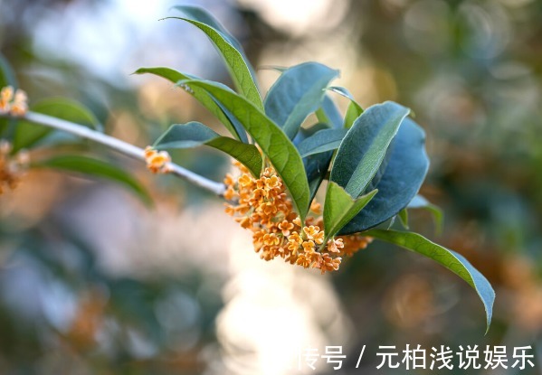 桂花|院子里有空地要种三种树，没空地挤挤也要种，寓意深远