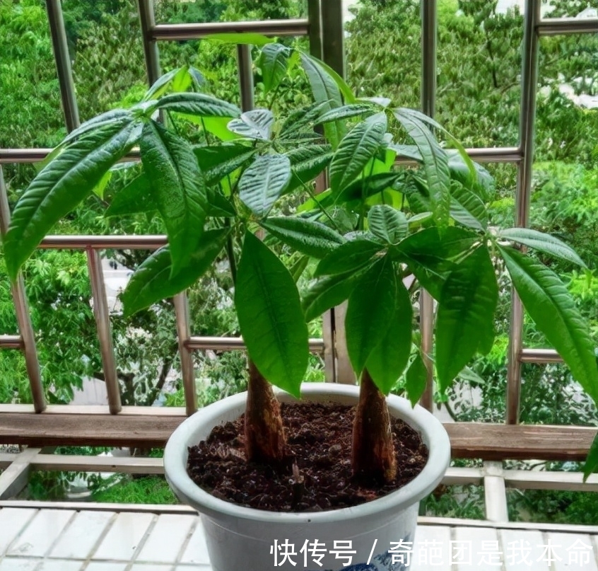 浇水|养花先养根，冬天并不需要根长的多快，而是要保证根不受损