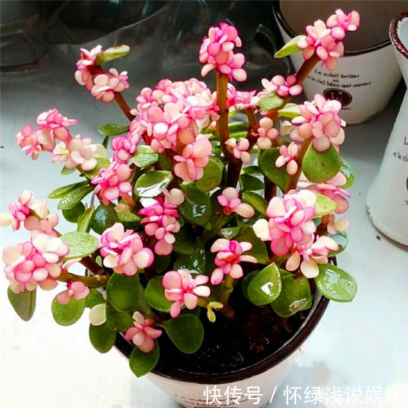 十大旺财花越老越值钱，建议养一盆，越养越富贵