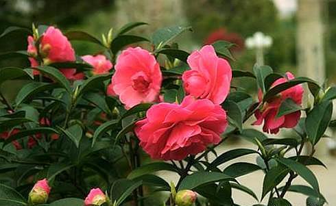 茶花花期做好“三点”，花苞再也不会“打不开”