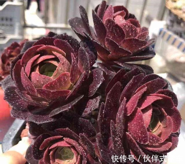 多肉黑法师度夏,记住2个细节,状态美长成一捧黑玫瑰!