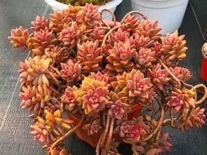 叶片|养多肉姬胧月，了解掌握3个技巧，1年长成悬崖老桩