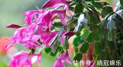 想让蟹爪兰夏季也开花,做好这两点,让花爆盆不是多大的事