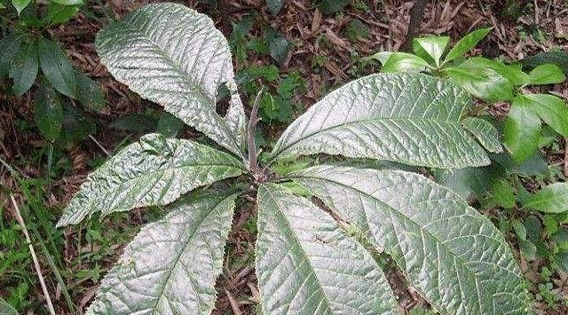 遇見|山里一種“大葉草”,若遇見,請別破壞,目前35元一斤