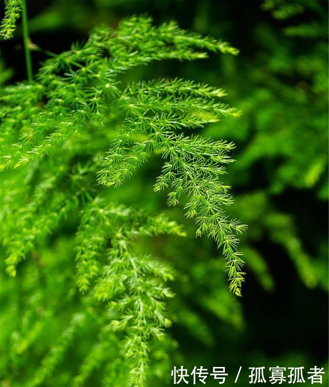 客厅2种花，别养成“巨无霸”，我家的已经处理了！