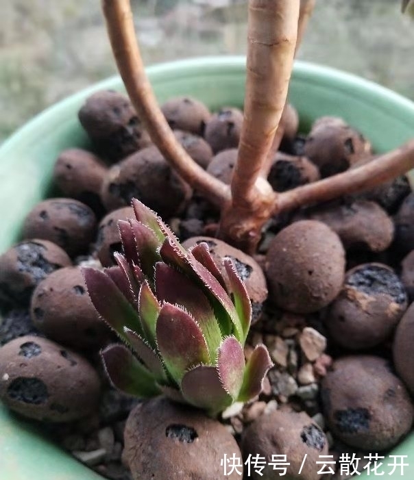 免费的多肉,总是活得特别好