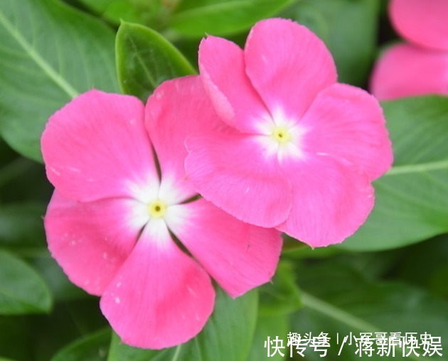 此花花期长 虽然美 但有剧毒 误食可致幻 带你回忆到此前 快资讯 此花花期长 虽然美 但有剧毒 误食可致幻 带你回忆到此前 快资讯