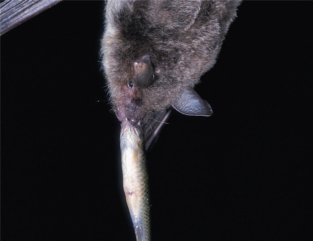 大石围|广西大石围出现食鱼的蝙蝠,爪如鱼钩,一晚上能捕获约30条小鱼