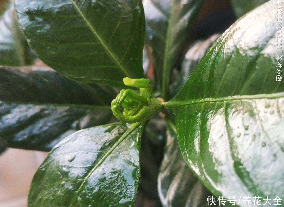 入夏前，10种花要赶紧施肥，不然以后没花看