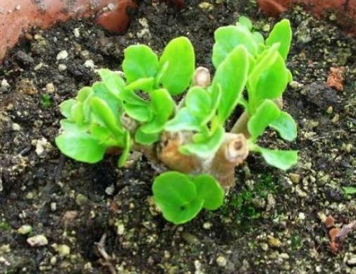 花花苞|长寿花“犯傻”不开花“收拾”一下,花苞立刻上枝头,花朵旺