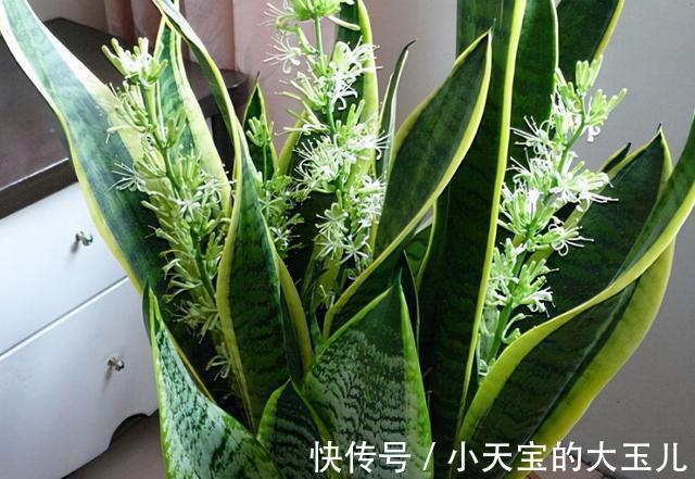 农历九月二十二霜降后,养什么花?以下3种花,财源广进富贵吉祥