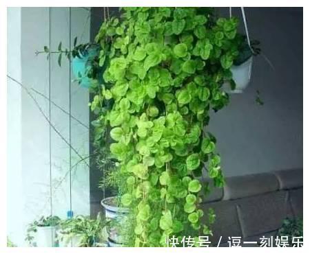 8种绿植,家里养一盆,废气吸光光,净化空气一级棒