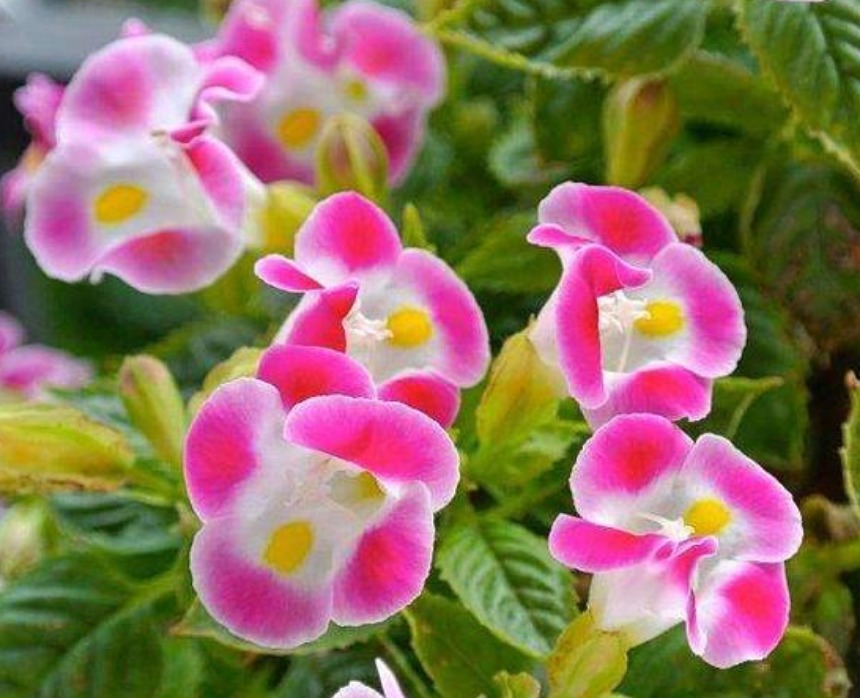 3种花高贵优雅，看了就让人沉醉，花色鲜艳，美丽动人