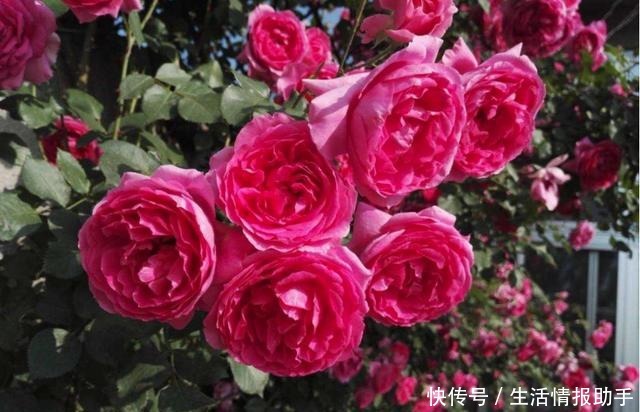藤本月季三年才成型不,选择这3个品种,一年就能给你一面花墙!