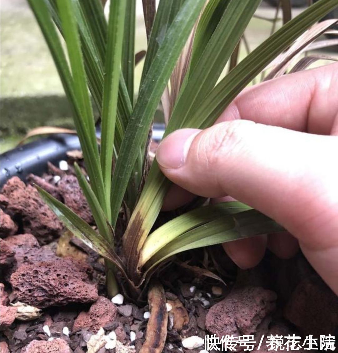 植株|夏天太热，家中养兰花有“4不做”，现在知道还不晚