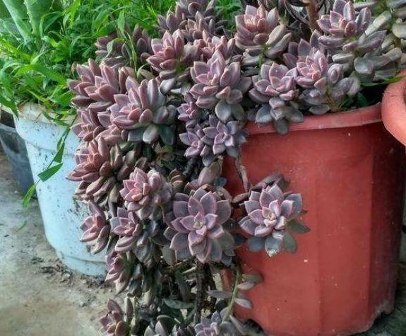 农历9月30日霜降后，养什么花？以下3种花，身心同康福寿双全