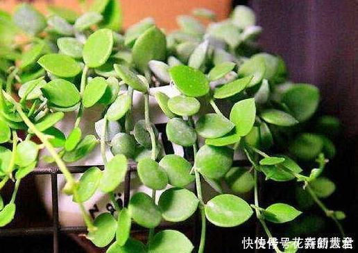 大蒜养花好处多,使用正确花草不生病虫害、黄叶情况少得多