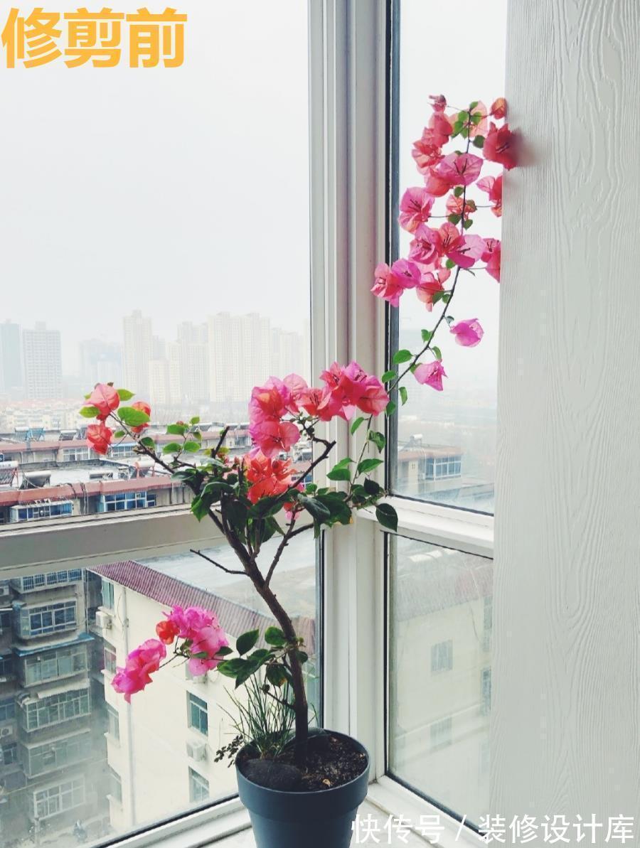 枝条|6种“漂亮花”,长了就狠剪,舍不得剪害处大,耽误一年开花量