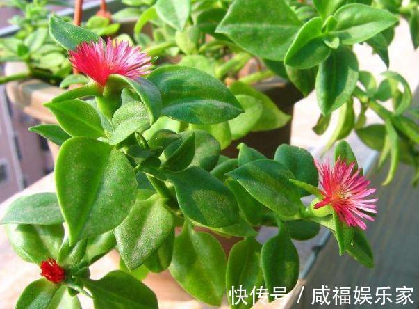此“吊兰”不一般，剪根枝条插土里，既能当花看，又能当菜吃