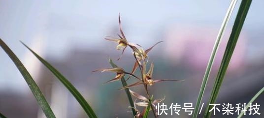 好的寒兰，叶是怎样的？花是怎样的？整体形态又是怎样的