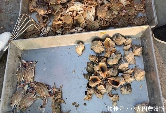生活|这个胶东沿海小渔村,最适合美食家生活,想吃啥海鲜都有
