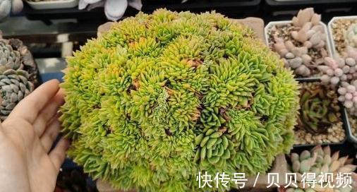 这8种多肉散发迷人浪漫的气质,你学会关键一招儿也能养得好